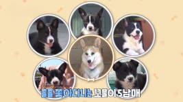 TV 동물농장 1134회-SBS ALL VOD 1134회 TV 동물농장 : All VOD