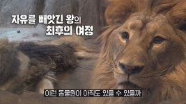 TV 동물농장 1134회-SBS ALL VOD 1134회 TV 동물농장 : All VOD