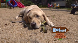 TV 동물농장 1134회-SBS ALL VOD 1134회 TV 동물농장 : All VOD