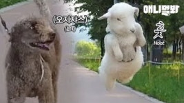 애니멀봐 : SBS 애니멀봐