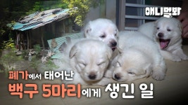 애니멀봐 : 동물별 모아보기 : SBS 애니멀봐