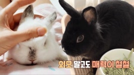 TV 동물농장 : 북적북적 토끼 7남매, 만렙집사의 육아 방법 : SBS 북적북적 토끼 7남매, 만렙집사의 육아 방법