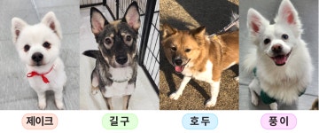 한 걸음의 변화! 산책봉사로 만난 멍이들 - 헤럴드경제 한 걸음의 변화! 산책봉사로 만난 멍이들