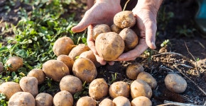 [한국농촌경제연구원] 주간 뉴스 (I-zine vol.1014) : 한국농촌경제연구원