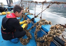 [현장] 뜨거운 바다가 멍게 삶아…고수온으로 남해안 멍게 폐사율 95% | 연합뉴스