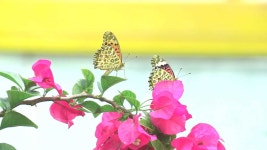 나비야, 다시 날자꾸나…함평나비축제 훨훨 | 연합뉴스