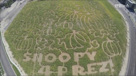 [토픽영상] 옥수수농장서 스누피로 만든 미로 설치 | 연합뉴스