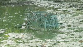 악취가 진동…서산의 한 저수지 오염 심각 | 연합뉴스