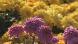 마산국화축제장 역대 최대 211만명 찾았다…내년 300만명 목표 | 연합뉴스
