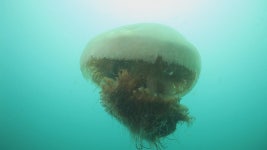 여름바다 불청객 독성 해파리, 남해 이어 동해까지 출현 | 연합뉴스