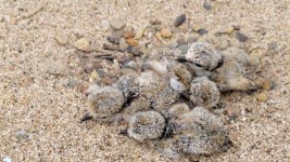 낙동강 합천창녕보 상류서 멸종위기종 흰목물떼새 7마리 부화 | 연합뉴스