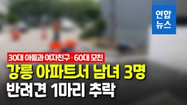 [영상] 강릉 아파트서 남녀 3명·반려견 1마리 추락해 숨져 | 연합뉴스