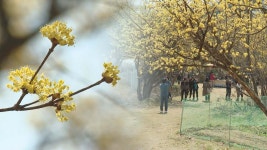 노랗게 물든 이천 산수유마을…방역 지키며 꽃나들이 | 연합뉴스