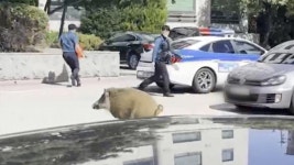 의정부경찰서에 멧돼지 난입…실탄으로 사살 | 연합뉴스