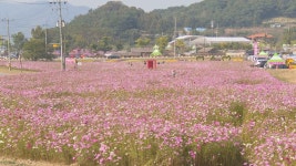세계 최우수 관광마을 화순 모산마을…가을꽃 축제 한창 | 연합뉴스