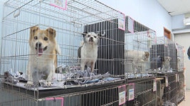 하루아침에 사라진 보호자…남겨진 반려동물은? | 연합뉴스