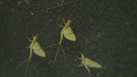 예년보다 이른 불청객…거리 뒤덮은 팅커벨 | 연합뉴스