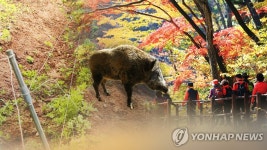 춘천 도심에 200㎏ 멧돼지 1마리 출현해 사살 | 연합뉴스