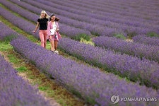 라벤더 오일이 만들어지는 과정…영국 캐슬 라벤더 농장 | 연합뉴스