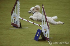 세계 최고의 개는?…美 웨스트민스터 켄넬클럽 도그쇼 | 연합뉴스