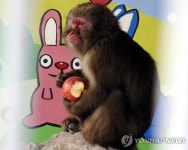 새해엔 가학산의 명물 원숭이 해남이 보러 오세요 | 연합뉴스