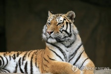 <환경> 시베리아호랑이, `유전적 멸종 위기 | 연합뉴스