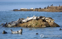 고래硏 잔점박이물범 한국 全해안에 분포(종합) | 연합뉴스