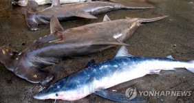 수산과학원 어획 아열대성 어종 다양해져 | 연합뉴스