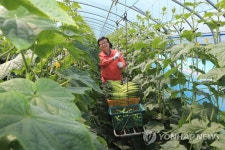 오이 수확하는 이동필 장관 | 연합뉴스