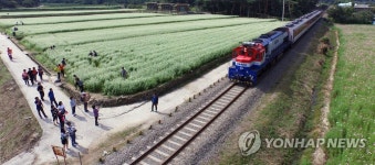메밀꽃과 코스모스 사이를 지나가는 가을 열차 | 연합뉴스