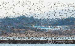 동림저수지 가창오리의 군무 | 연합뉴스