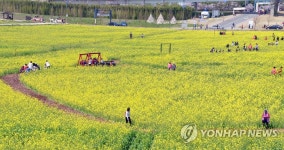 유채꽃으로 물든 부산 생태공원 | 연합뉴스