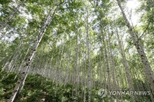 원대리 자작나무 숲 | 연합뉴스