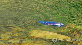 화천서 포착된 천연기념물 수달 | 연합뉴스