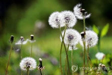 민들레 홀씨 되어 봄날은 간다 | 연합뉴스