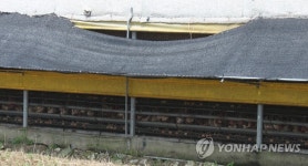 피리다벤 검출 논산 양계 농장 | 연합뉴스