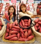 충남에서 자란 고구마 풍원미 맛보세요 | 연합뉴스