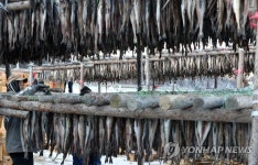 한파에 분주한 황태덕장 | 연합뉴스