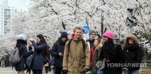 춥지만 벚꽃 축제 | 연합뉴스