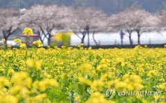 유채꽃이 만든 노란 봄 | 연합뉴스