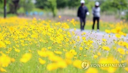 황금 물결…여름꽃 금계국 활짝 핀 안동 강변 시민공원 | 연합뉴스