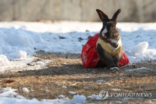 오늘부터 2023년, 검은 토끼 해 “새해 복 많이 받으세요” | 한인포스트