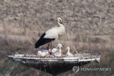 애터미 서산탑 | 서산버드랜드 둥지 탑 황새 4남매 '무럭무럭' | 연합뉴스