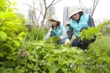 [게시판] KT, 지구의 날 맞아 한강공원 봉사활동 | 연합뉴스