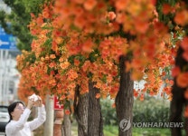 능소화 핀 거리 | 연합뉴스