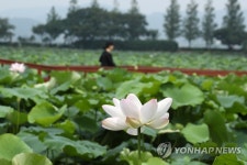 연꽃 핀 무안회산백련지 산책 | 연합뉴스