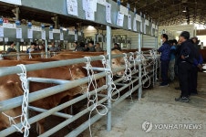 구제역 탈피…재개장해 활기 찾은 담양가축시장 | 연합뉴스