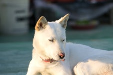 NX10+80-200]우아하개 - 니콘 갤러리