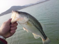 2009.03.29 탑정 조행기 - 낚시 갤러리