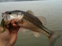 [배스루어] 2010.03.06 금강 부여수로 짬낚 좆행기 - 낚시 갤러리